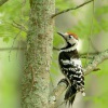 Strakapoud belohrbety - Dendrocopos leucotos - White-backed Woodpecker 3527